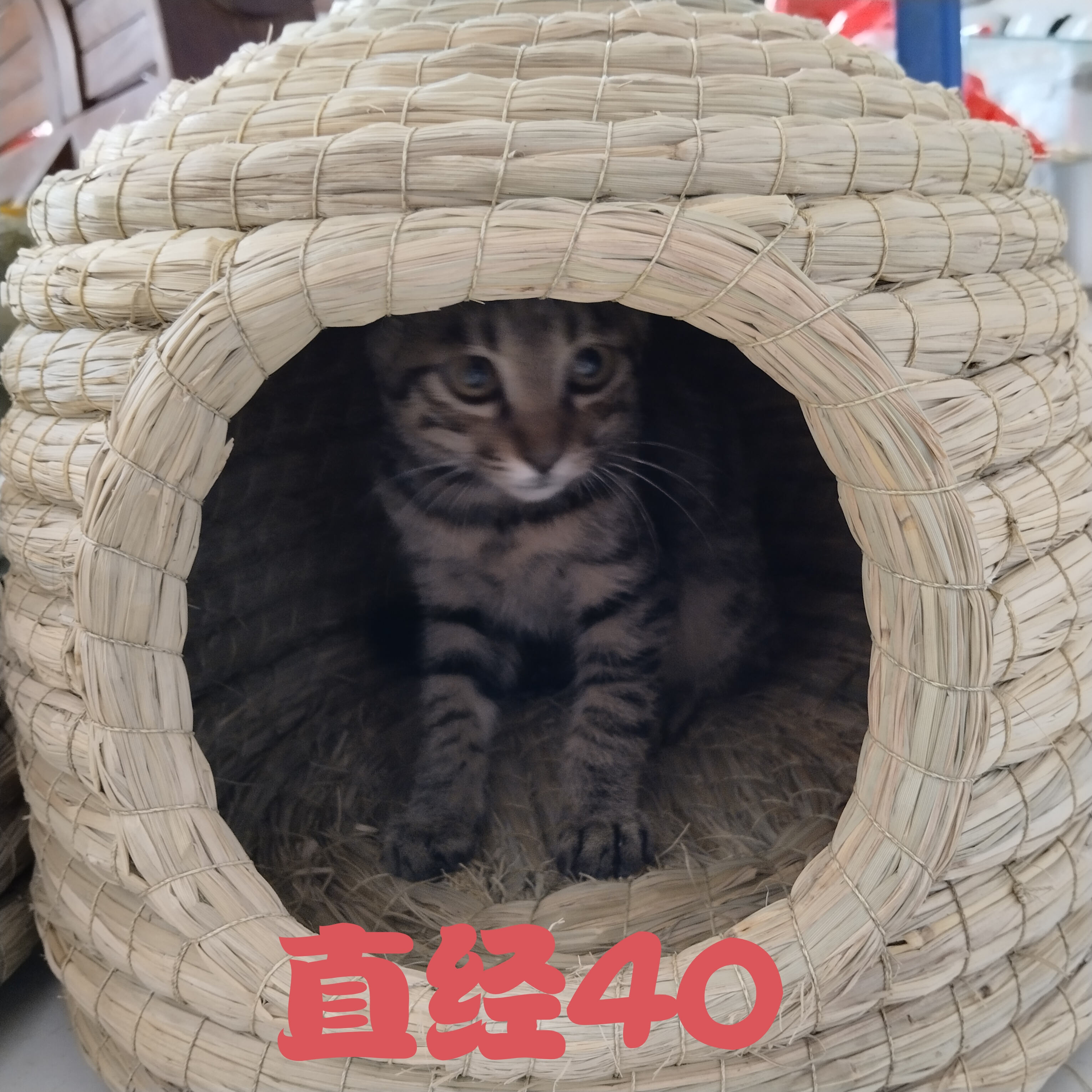 加大号城堡40直经