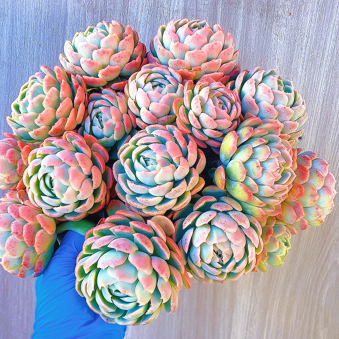 超大香水贝瑞 脱土发 多肉植物