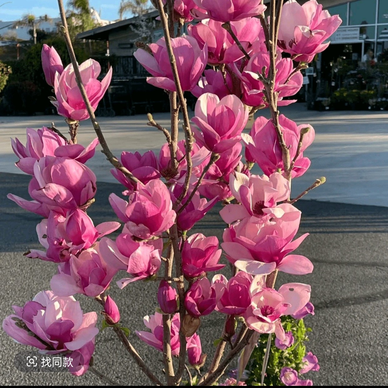 北美三桥玉兰花盆栽地栽