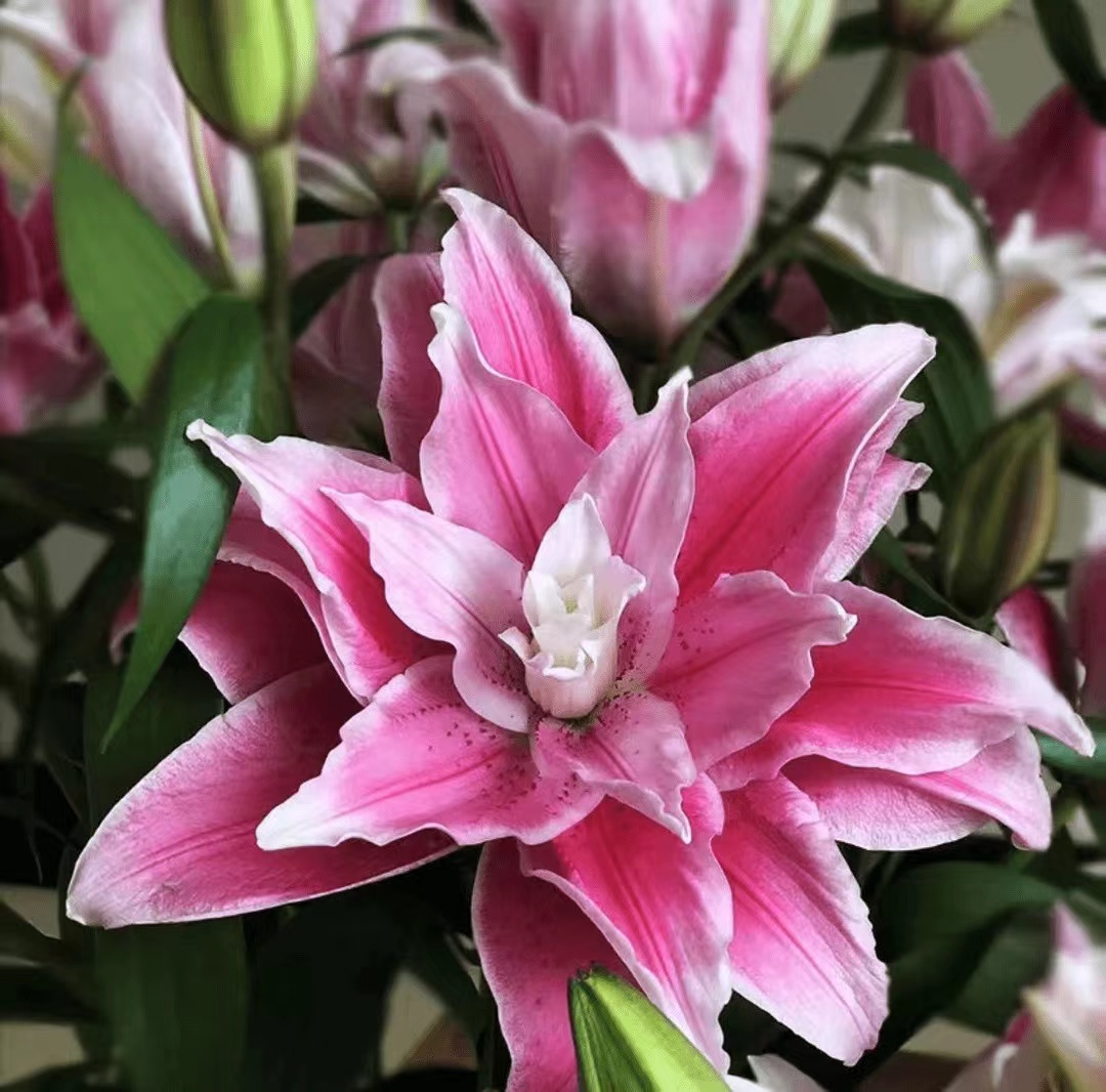 四季可种1颗12/14【伊莎贝拉】重瓣香水百合花种球