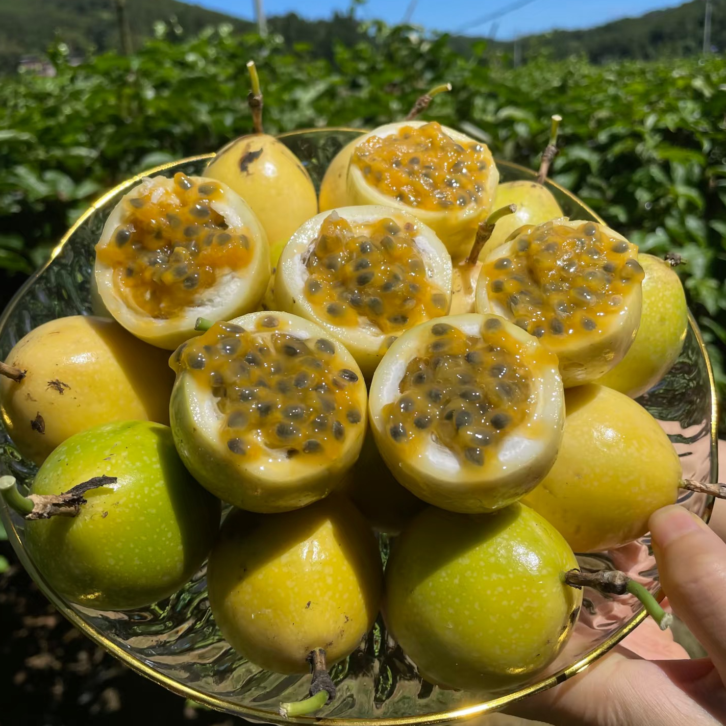 【香甜多汁】广西钦蜜9号黄金百香果新鲜饱满时令水果果味浓郁3/5斤