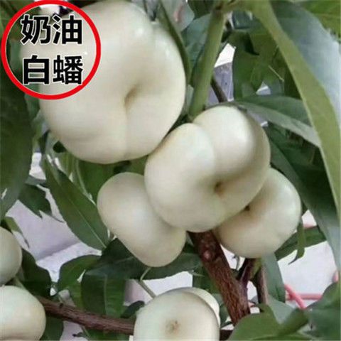 新品种嫁接桃树苗【奶油白蟠桃】树苗盆栽地栽南方北方种植果树苗
