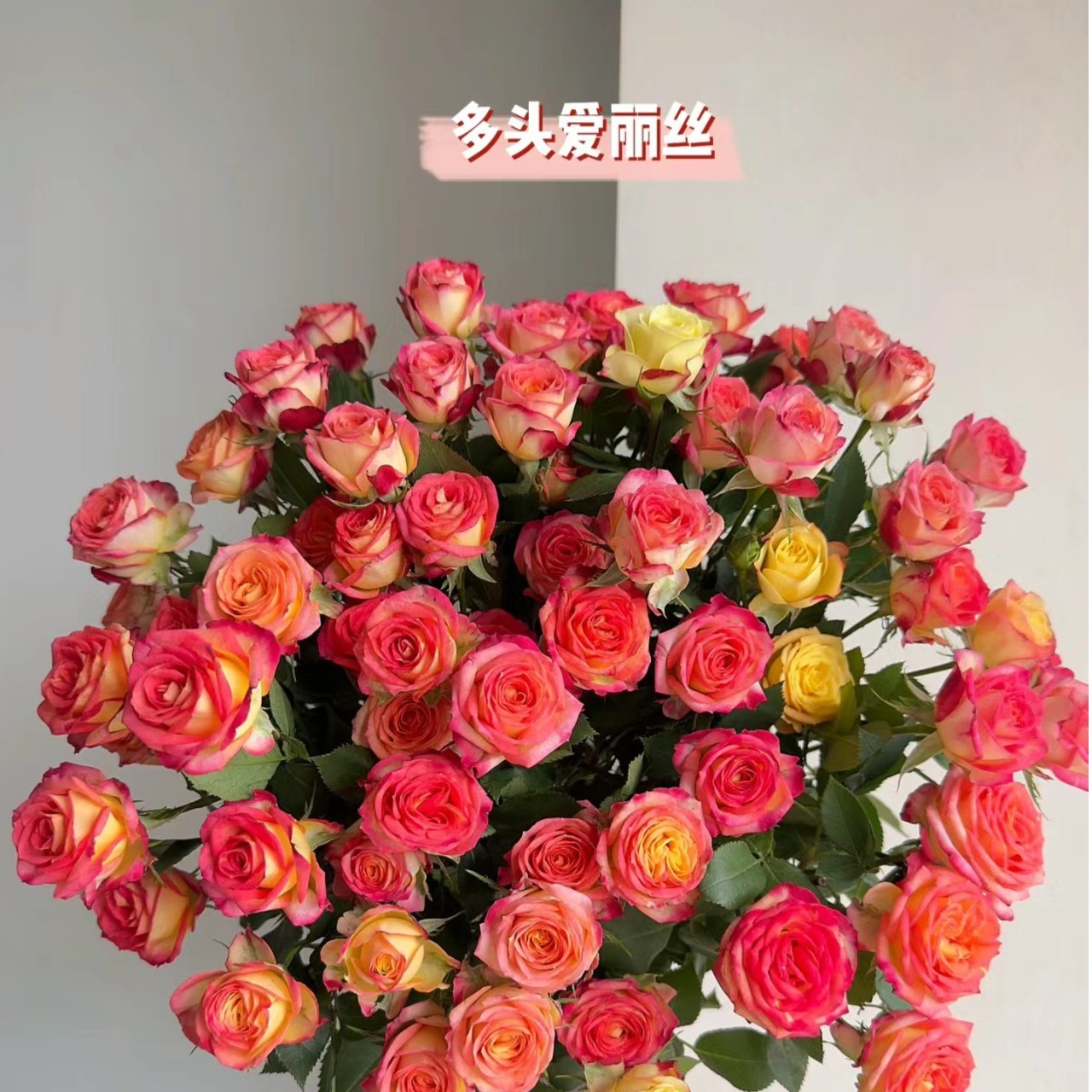 爱丽丝多头玫瑰10支（家庭瓶插花）