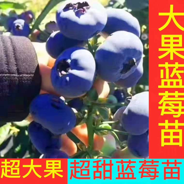 蓝莓树苗特大超甜盆栽地栽阳台庭院南北方种植当年结果成活