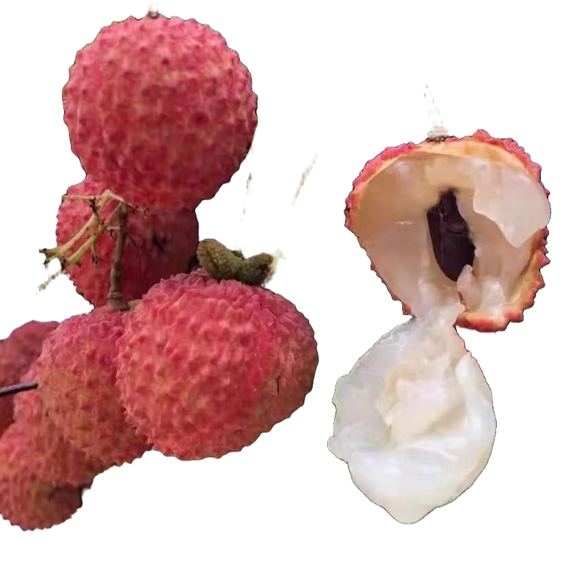 桂味荔枝荔枝王荔枝树果树新鲜[清甜品种]优质嫁接苗