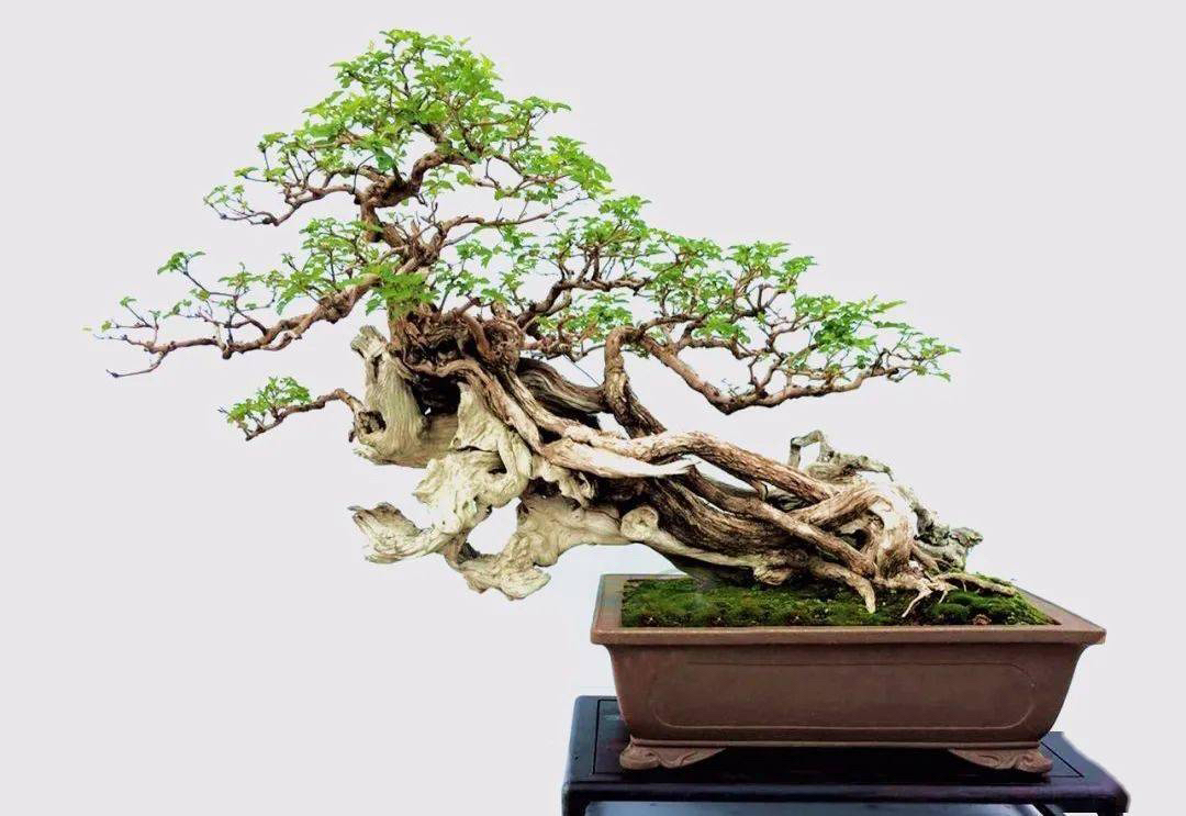 观赏绿植盆景等各类盆景素材