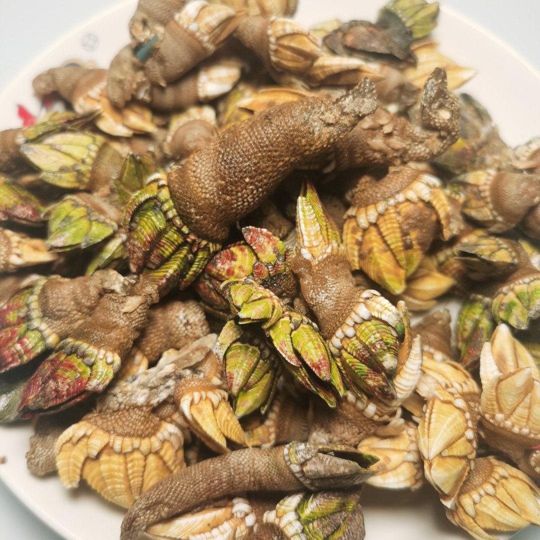 海鲜鹅颈藤壶，中大佛手螺，中大狗爪螺，500g尝鲜装新鲜采摘发货
