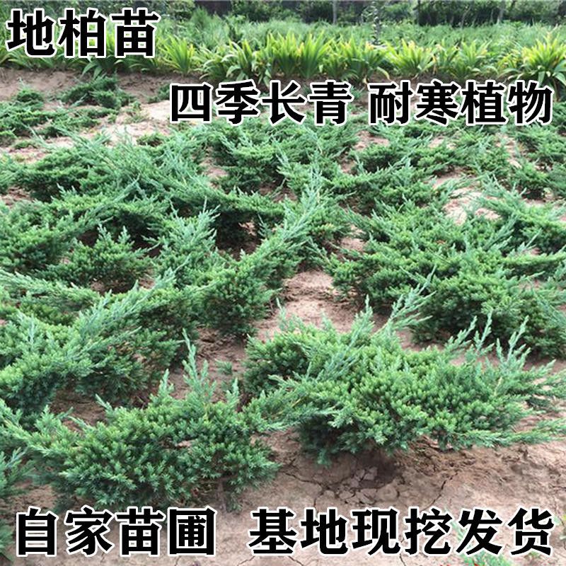 地柏苗四季常青庭院专用植物铺地柏珍珠柏盆景松柏树室内盆栽柏