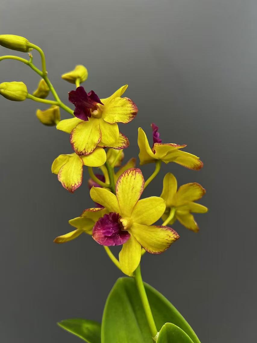 金童泼墨（无花苗）黄色爆花好养花期长云南鲜花绿植