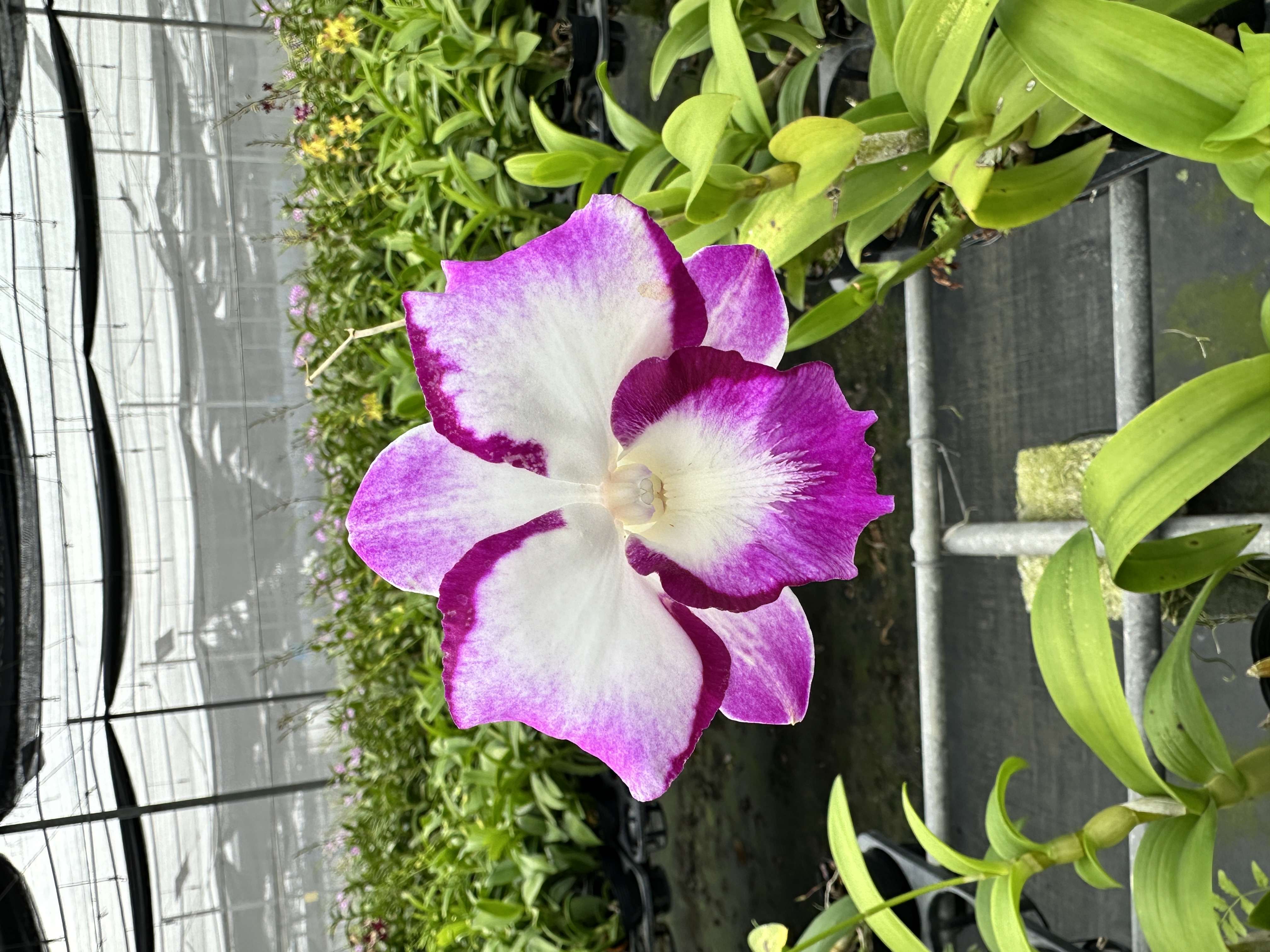 复轮龙王 （不带花） 秋石斛粉紫爆花好养花期长云南鲜花绿植