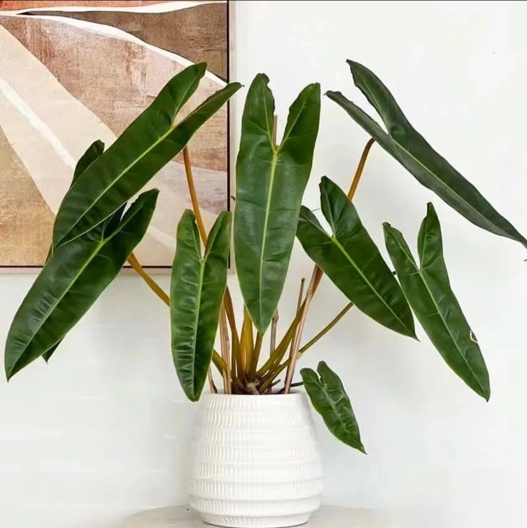 橙柄蔓绿绒柠檬汁阿塔彭斯大叶片北欧风热植耐阴耐寒室内爬藤好养