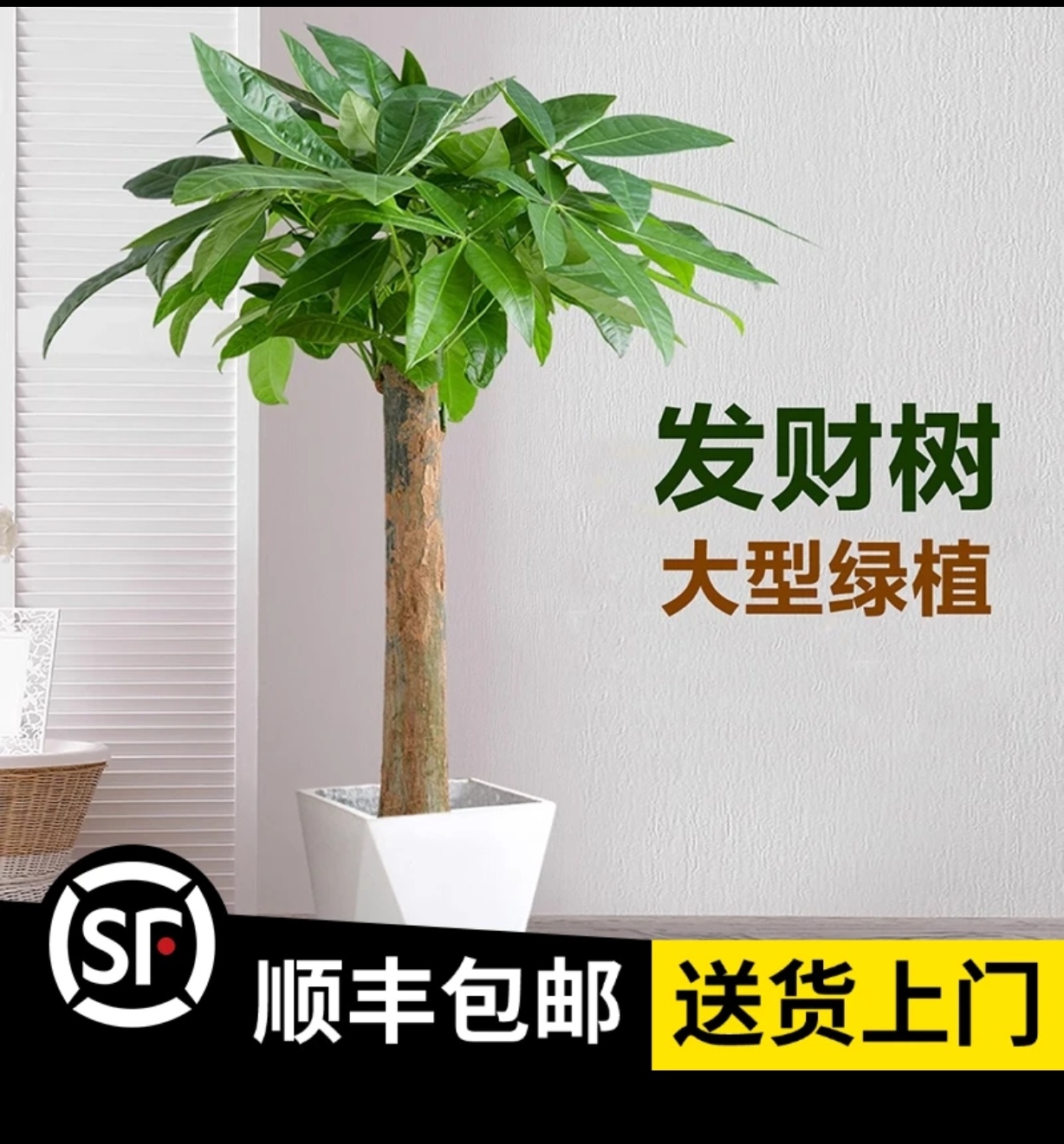 大气绿植发财树，打木架顺丰包邮送货上门！赠送肥料底碟绑花陶粒