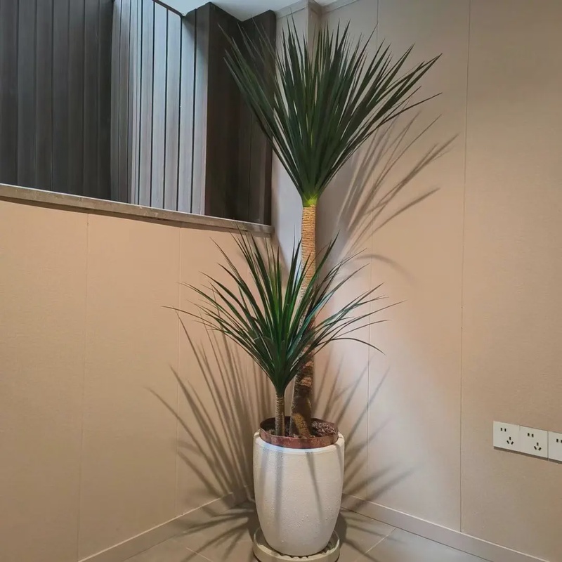 黑珍珠龙血树懒人家居绿植高端大气客厅室内绿植好养大型落地盆栽