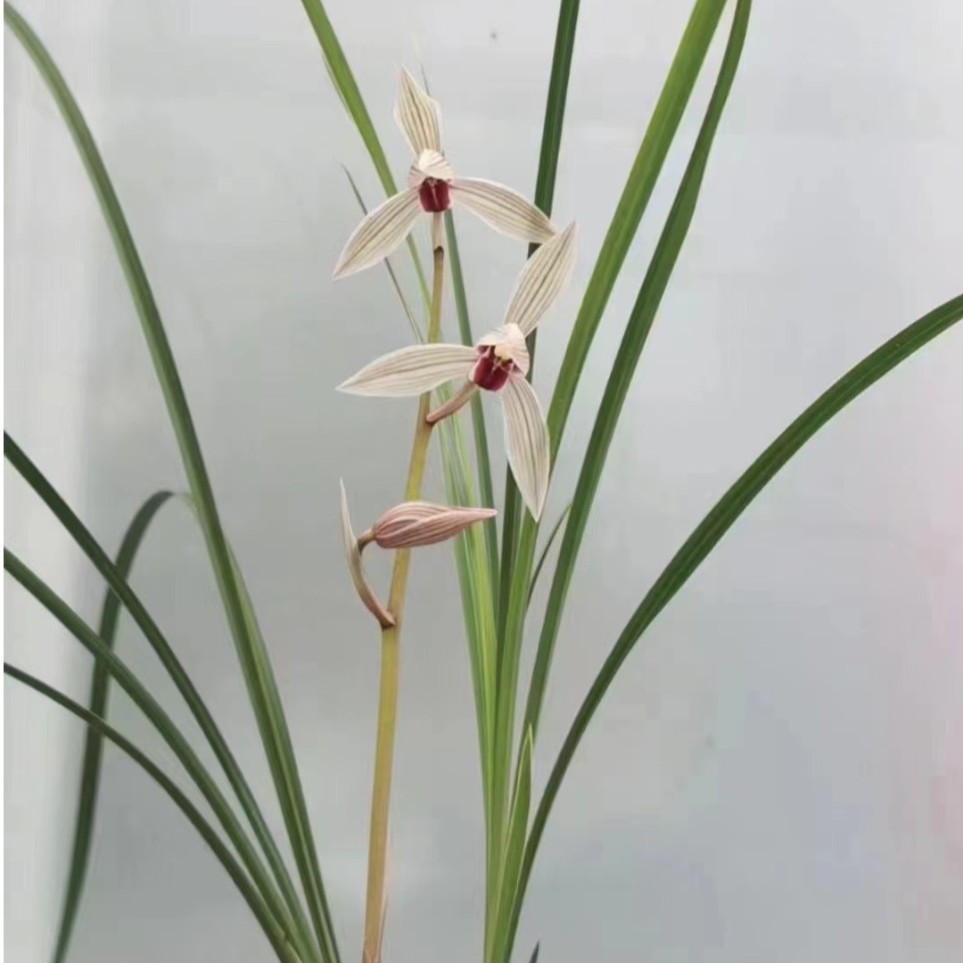 西子问月兰花阳台绿植春季开花