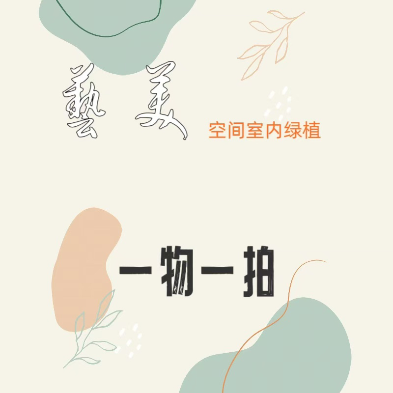 禅意绿植 四季常青