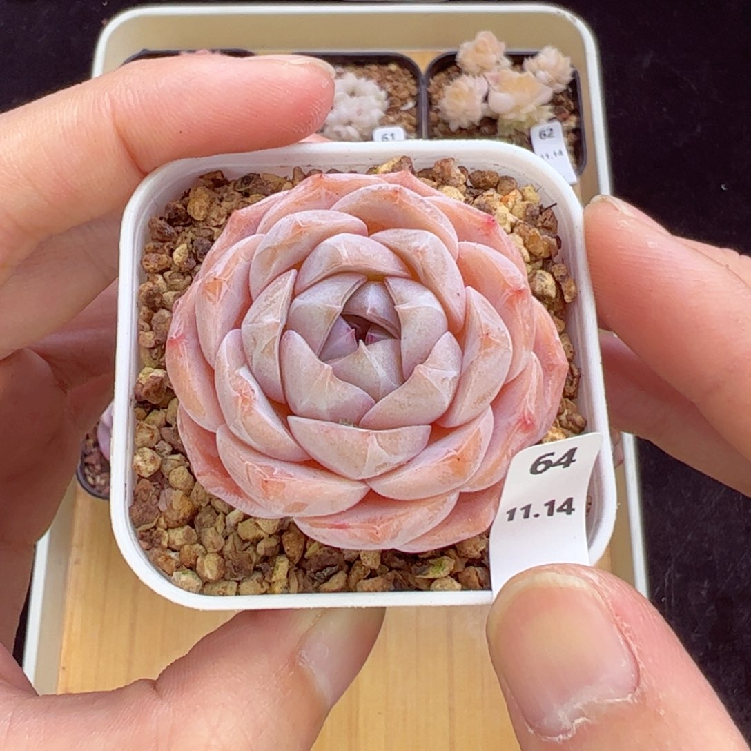 冰魄64、哈哈哈哈