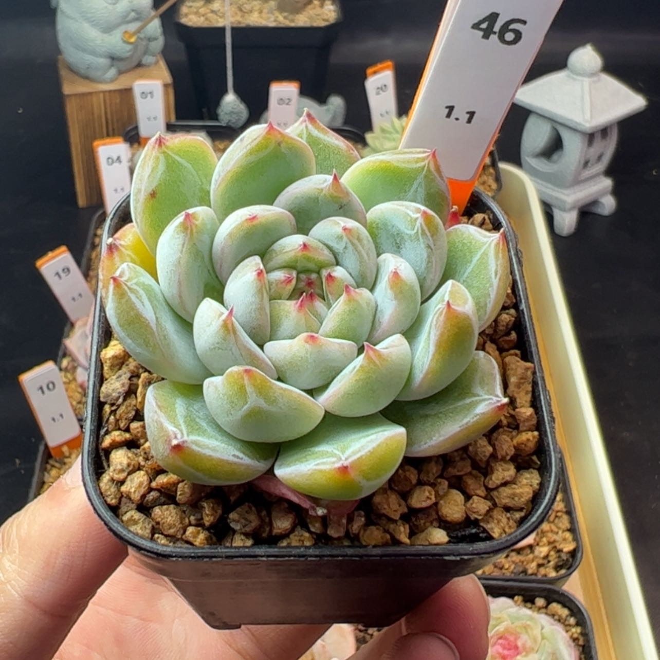 【闪购商品】雪花珍妮46