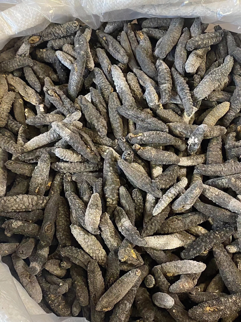 《鲍鱼世家》纯淡干土耳其海参100头