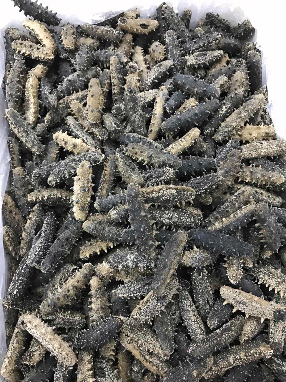 （姚老板）纯淡干大连辽参40头（500克）