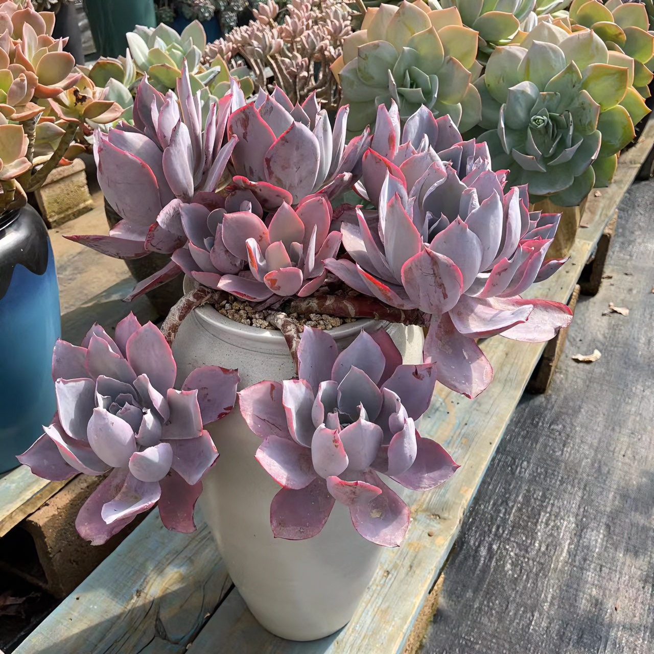 悠栽多肉直播精品一物一拍2号精品多肉链接换土裸根