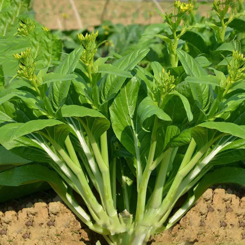 多子多福甜菜心种子多心白菜苔种籽连州青菜籽农家高耐寒播种耐热