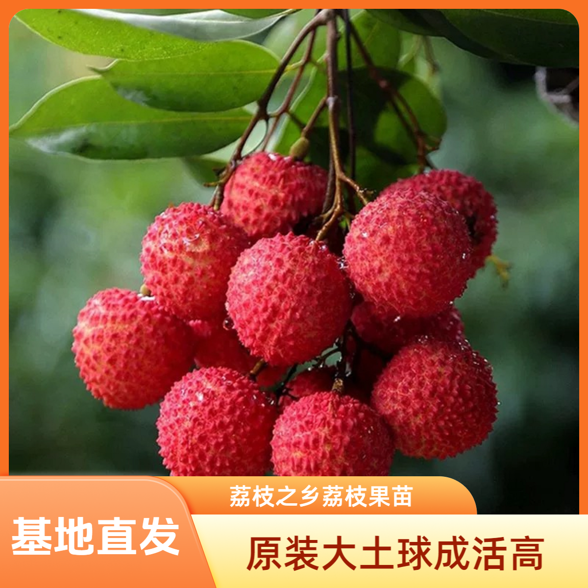 广西灵山正宗荔枝树苗桂味妃子笑仙进奉荔枝树原土原杯发货