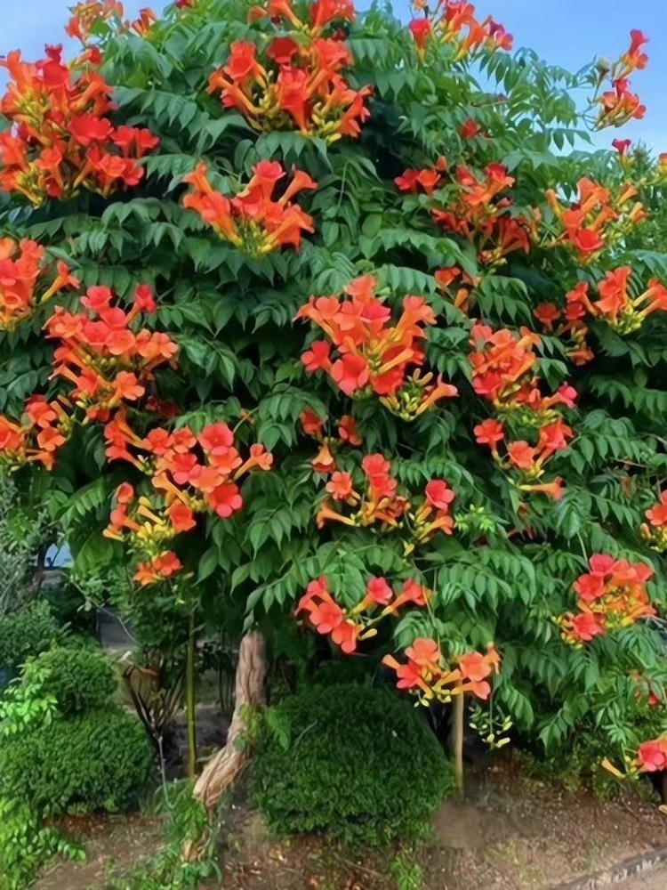 基地直发美国凌霄花耐寒耐热庭院爬藤花卉南北方种植裸根保湿发货