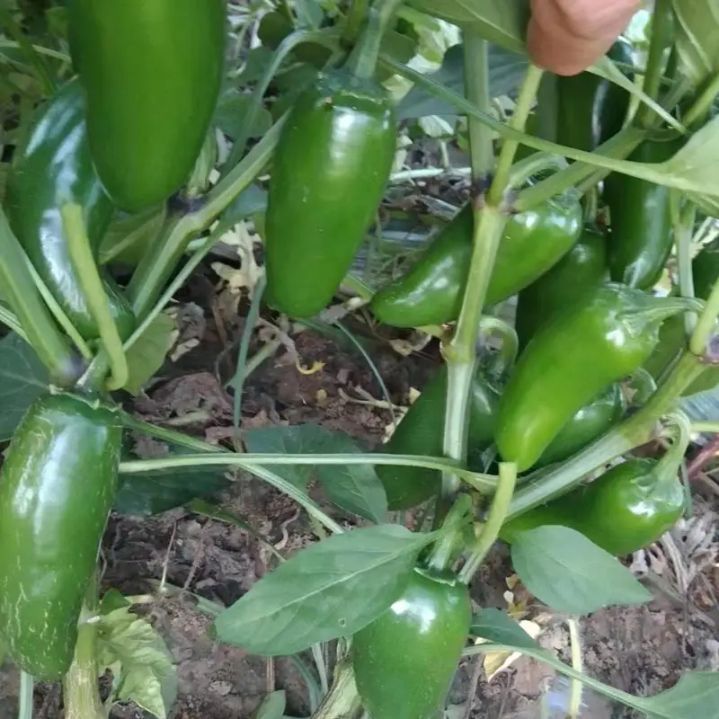 农家蔬菜辣椒泡椒腌咸菜辣椒港椒大辣椒套餐农家新鲜蔬菜农村小园