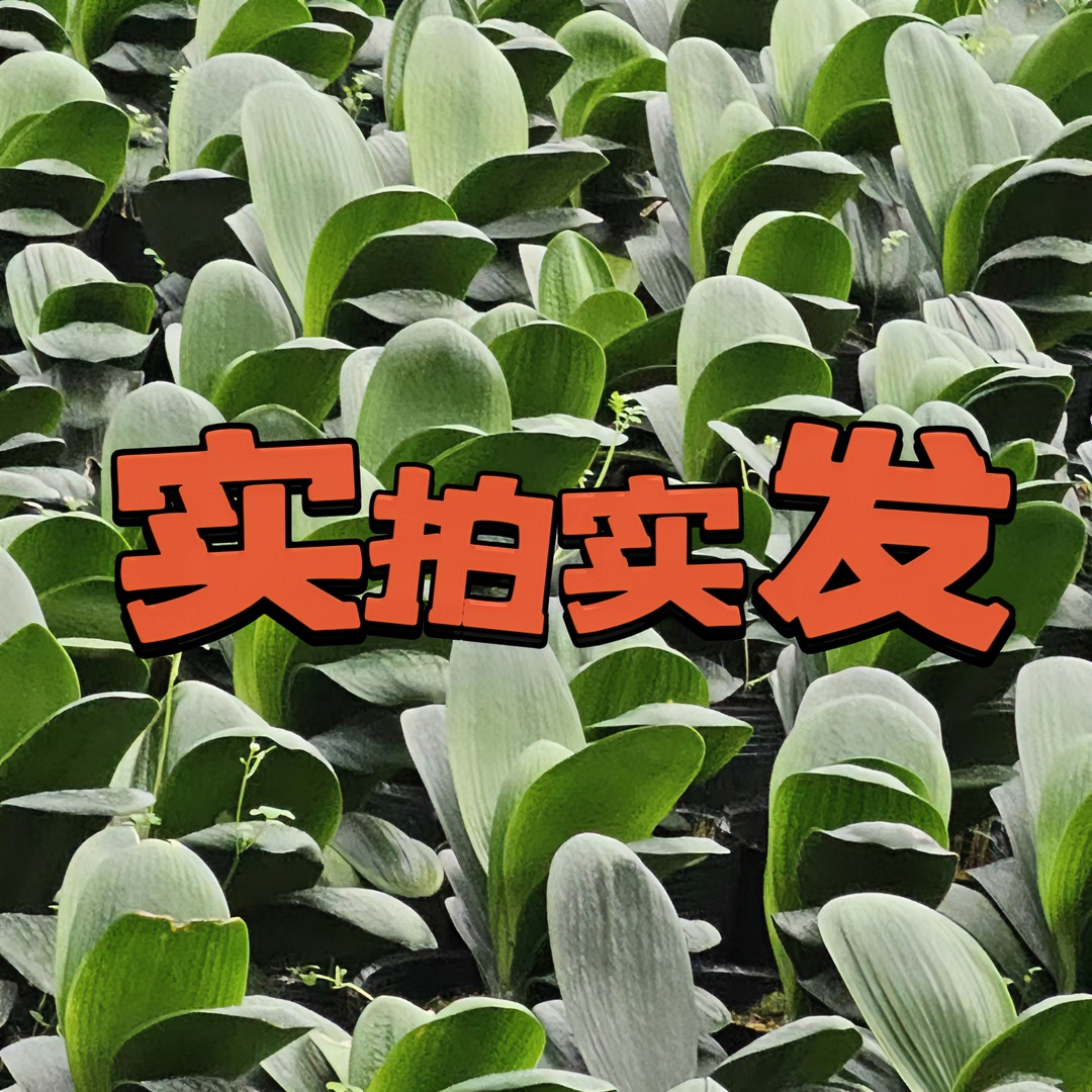 精品君子兰绿植一物实发盆栽易活美观原产植物庭院裸根