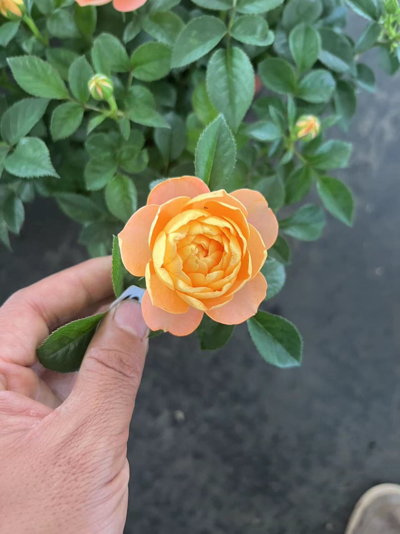 月季花苗花卉盆栽带花苞带盆