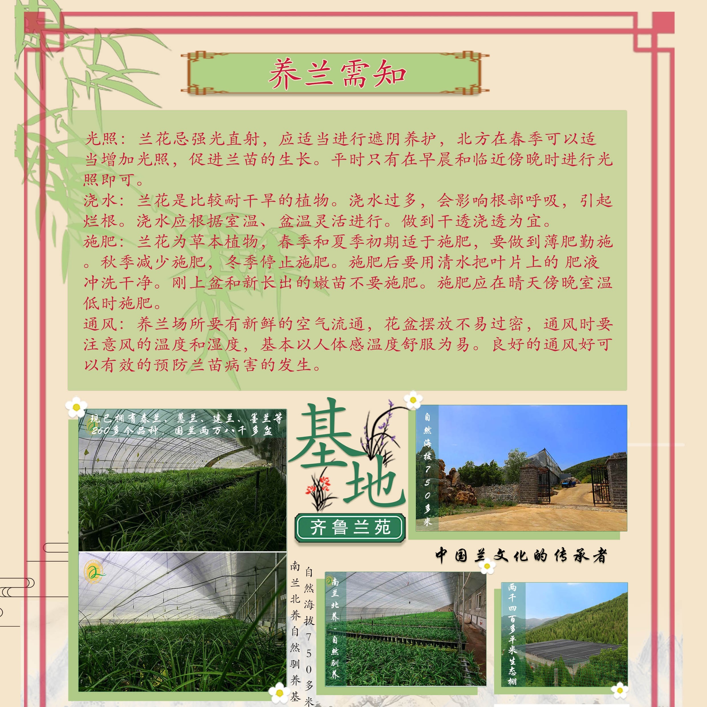 齐鲁兰苑（一物一拍小黄车专用）兰花