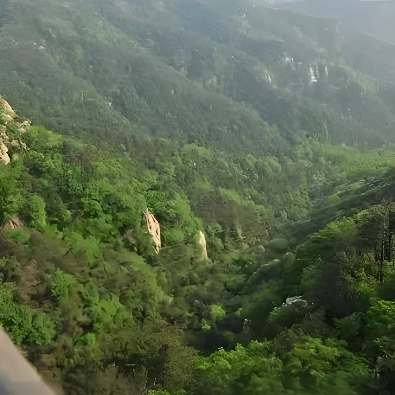 【一物一拍】庭院绿植花卉四季常青室内盆栽阳台