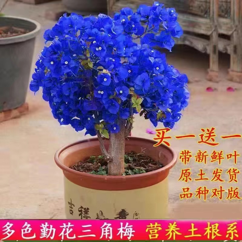 稀有三角梅老桩大苗垂丝飘枝爬藤多色蓝色四季开花室内外耐寒花卉