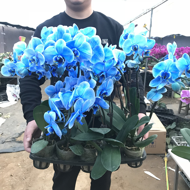 精选带花剑蝴蝶兰不带花兰花耐寒叶片碧绿带花苞兰花容易成活率