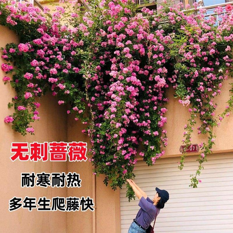 浓香藤本月季花苗拱门四季开花室外庭院别墅花墙特大爬藤植物蔷薇