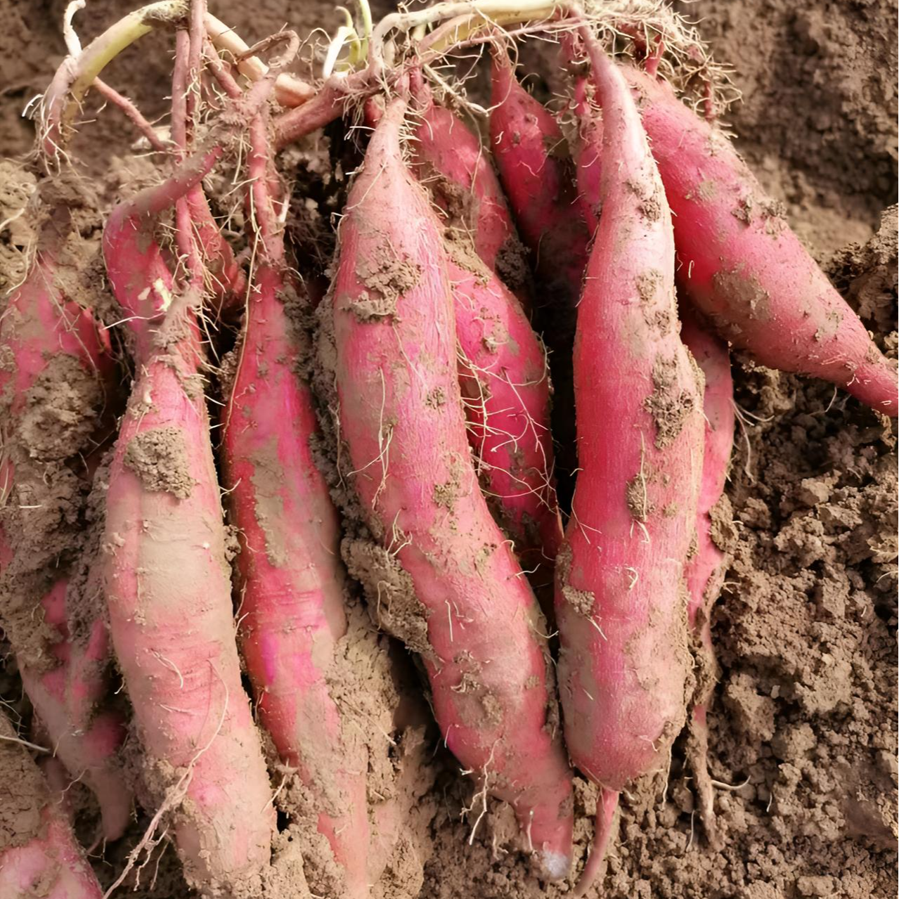 陕西宝鸡虢王红薯板栗薯新鲜地瓜红薯番薯软糯香甜富硒土壤种植地