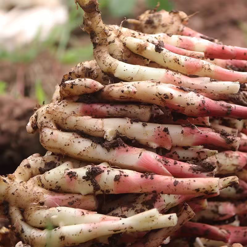 【京东快递】嫩姜新鲜仔姜子姜红牙嫩姜指头生姜山东非云南小黄姜