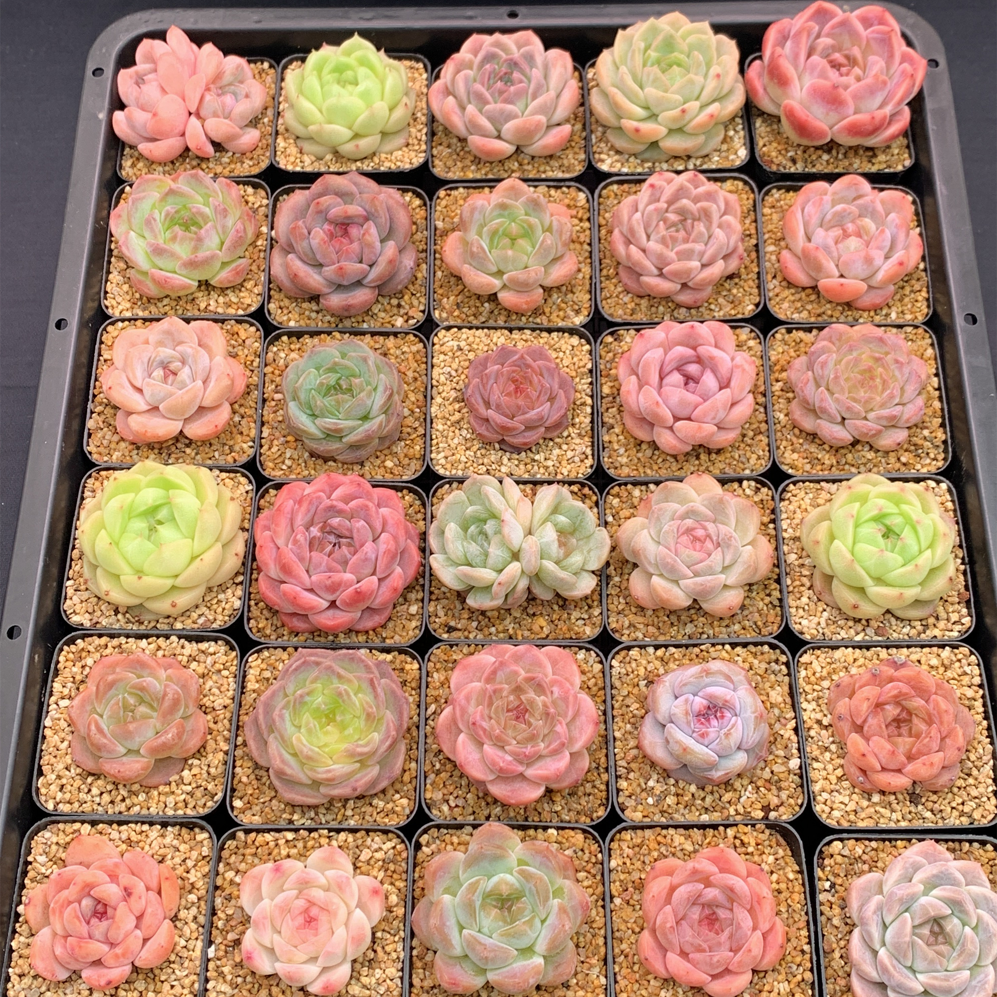 多肉植物 漫城花园  19X04-19X12 12/19 周二晚上