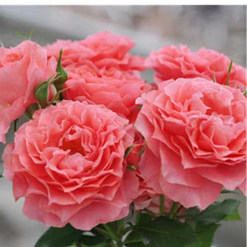 欧月珊瑚果冻丰花勤花扦插月季花苗阳台·种植盆栽植物多季开花