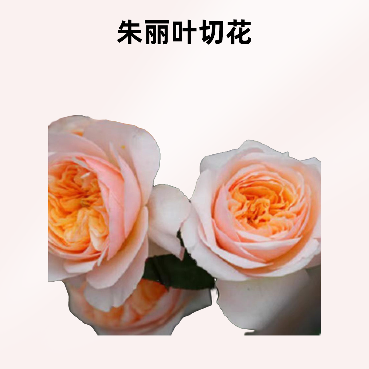 朱丽叶/切朱大花切花月季庭院阳台种植盆栽植物多季开花扦插苗