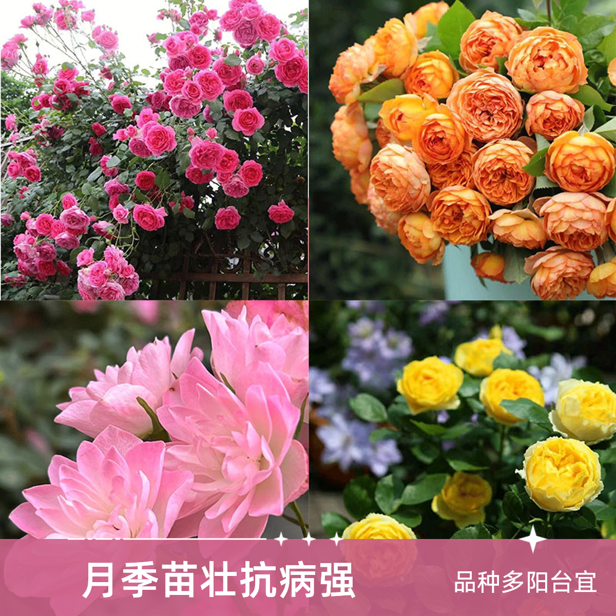 精品月季裸根中大苗扦插月季花苗抗病强庭院阳台植物月季玫瑰花苗
