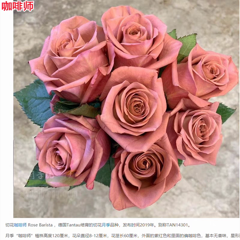 超新品咖啡师/调香师月季切花玫瑰花苗庭院阳台盆栽花卉四季开花