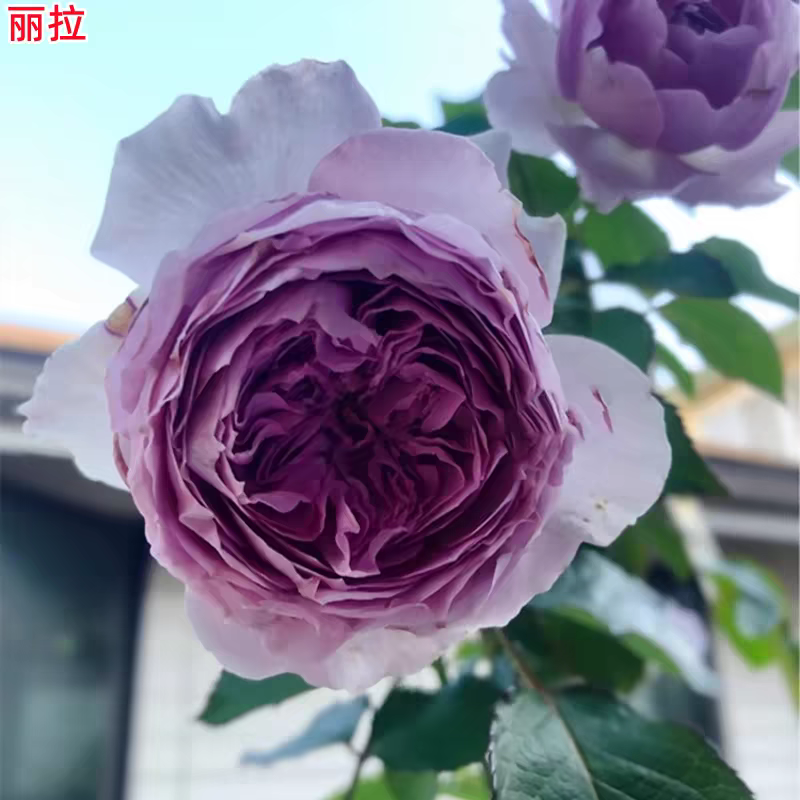 超新品丽拉月季苗紫色大花浓香庭院阳台盆栽花卉四季开花带花苞