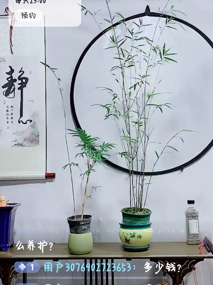 花浪阁花卉红观音竹内门竹一物一拍