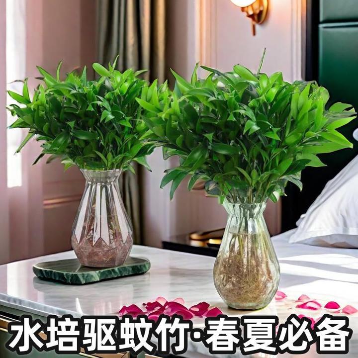 驱蚊竹柏盆景四季好养夏季防蚊植物绿植桌面水培水养室内花卉盆景