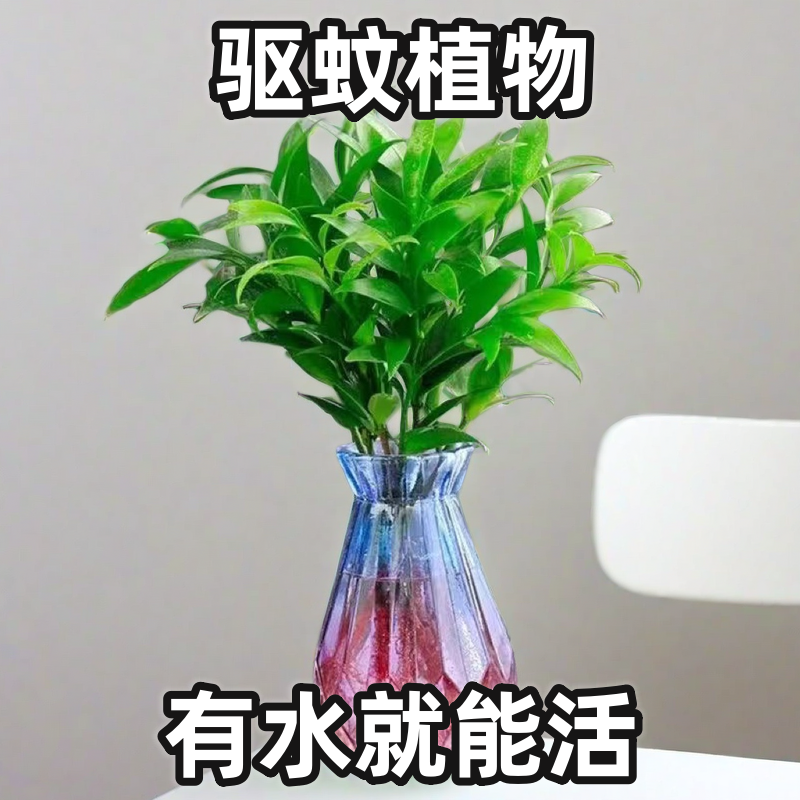 驱蚊竹柏防蚊水养好养易活水培植物盆栽花卉客厅盆景绿植办公室内