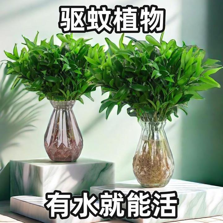 夏季防蚊植物驱蚊竹柏室内水培水养盆景绿植盆景桌面花卉四季好养