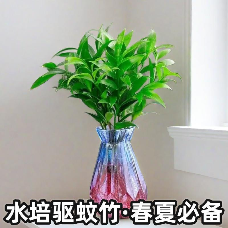 驱蚊竹柏四季常青绿色盆景防蚊虫水培植物客厅办公桌绿植盆栽好养