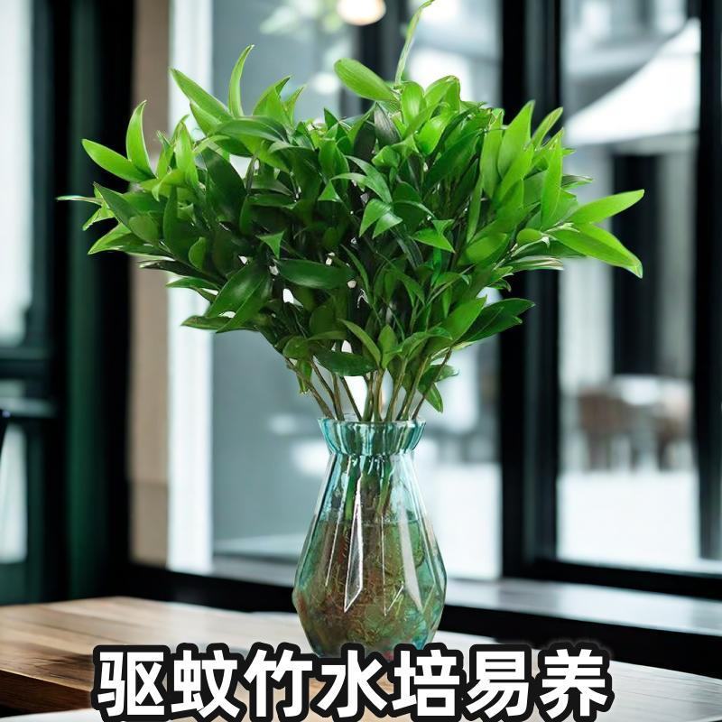 绿植桌面水培水养夏日植物盆栽盆景驱蚊竹柏室内四季好养花卉