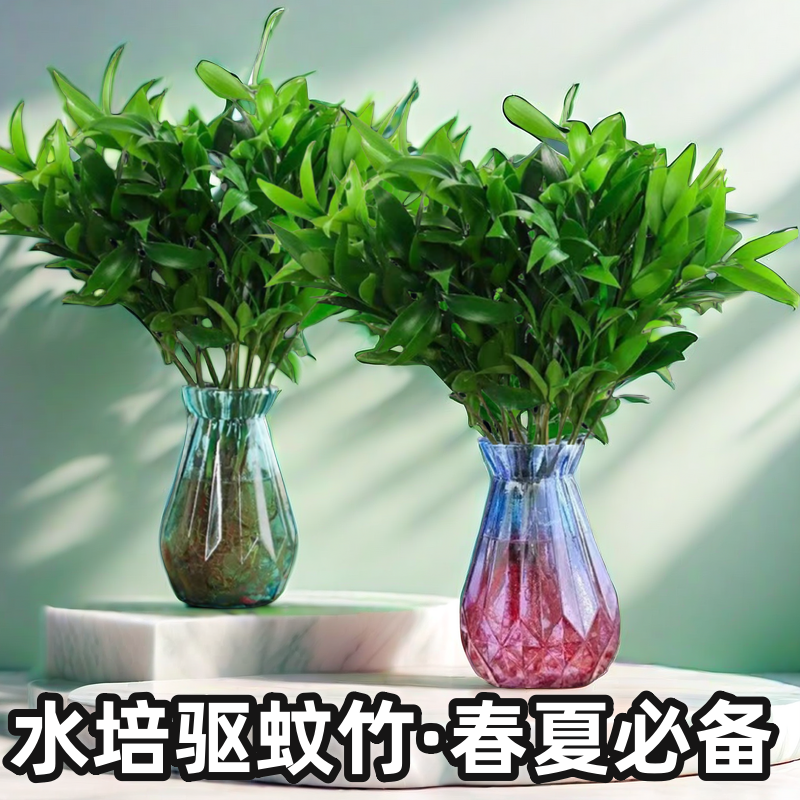 夏季防蚊植物盆景花卉大气盆景室内绿植桌面驱蚊竹柏水培四季好养